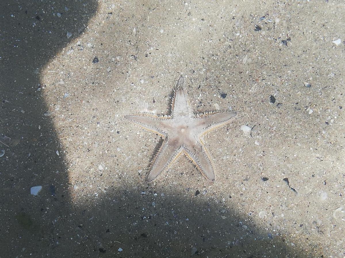 Attico Fronte Mare Leilighet Martinsicuro Eksteriør bilde